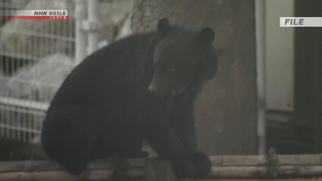 В Японии начали предлагать новые страховки «от медведей»