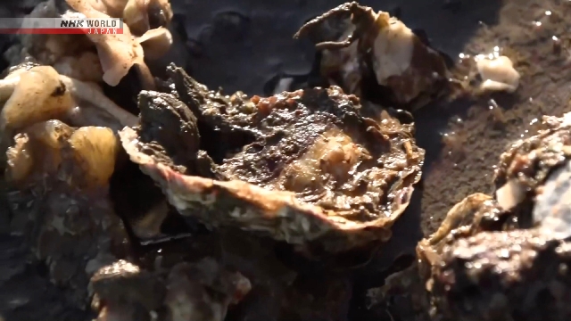 Япония развернула пакет помощи для рыбных промыслов, пострадавших от гибели устриц