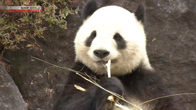 Остался месяц, чтобы увидеть двух гигантских панд в зоопарке Уэно в Токио