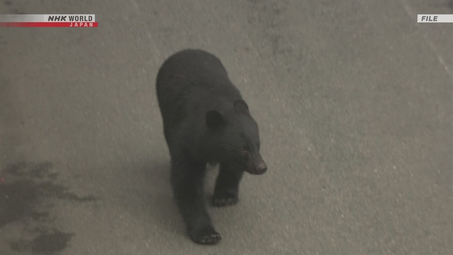 Мужчина пострадал в результате нападения медведя возле зоопарка в городе Акита на севере Японии