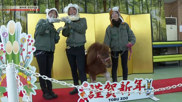 В японском зоопарке питон передал пони эстафету знаков зодиака