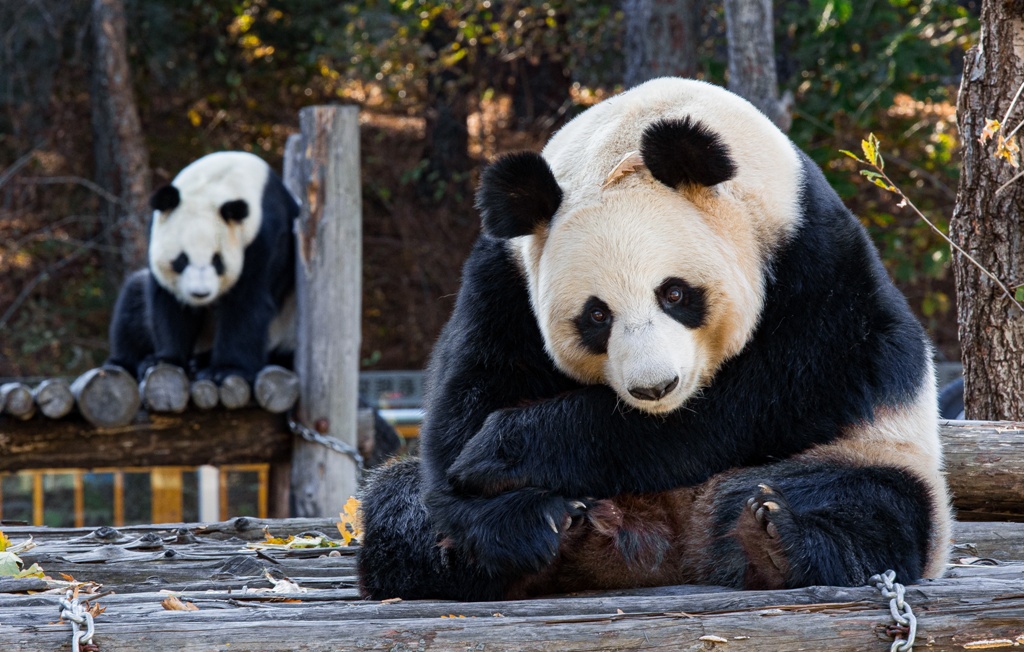 Kyodo: Япония впервые за полвека останется без панд из-за отношений с КНР