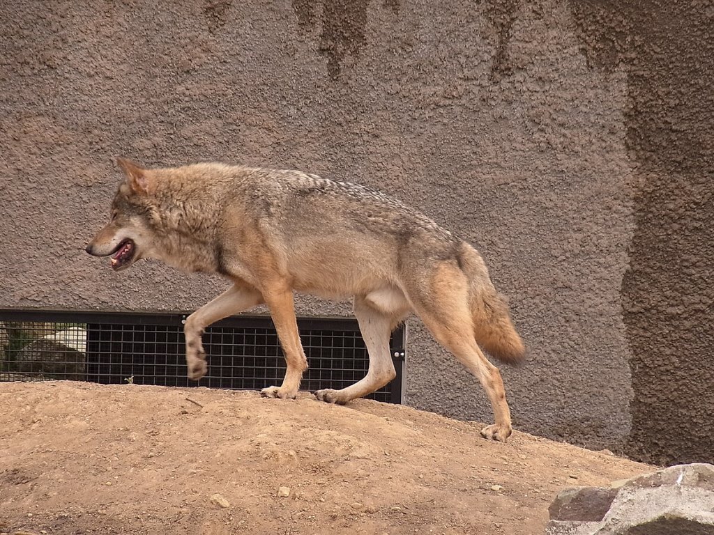 В Японии эвакуировали посетителей зоопарка из-за сбежавшего волка