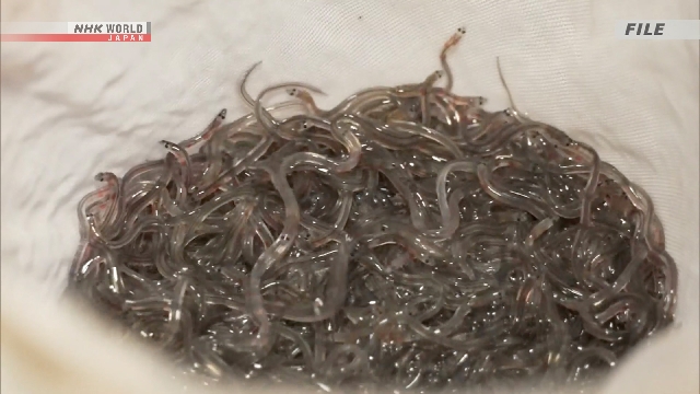 CITES заявила об отмене ограничений на торговлю американским угрем