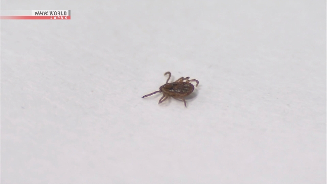 В Японии в 2025 году число случаев заражения клещами достигло рекордного уровня