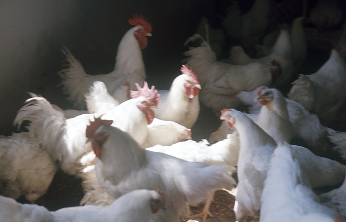 Россия почти утроила экспорт перьев птиц и пуха в Японию