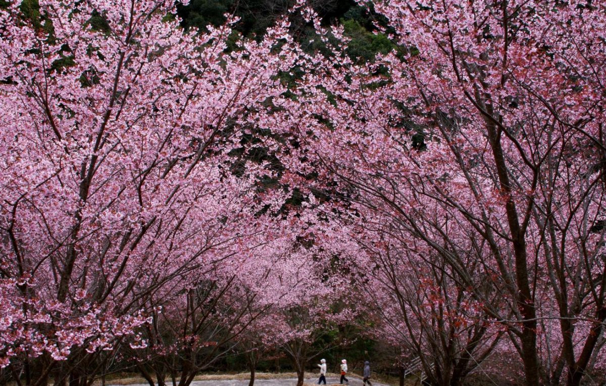 В Токио начался сезон цветения сакуры