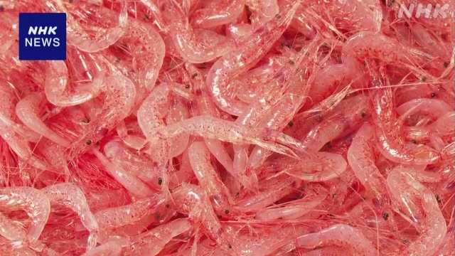 В портах префектуры Сидзуока состоялись первые весенние аукционы креветок «сакура эби» из залива Суруга