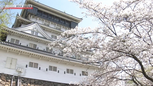 В замке Кокура на юго-западе Японии проходит фестиваль цветения сакуры