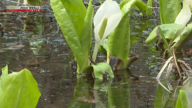 Цветы «мидзубасё» возвещают о приходе весны в префектуре Гифу
