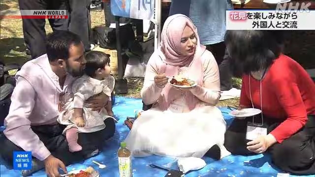 Цветение сакуры помогает развивать международный обмен в префектуре Иватэ на северо-востоке Японии