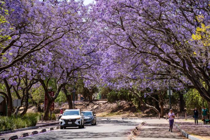 Японский след: как жакаранды покорили Мехико
